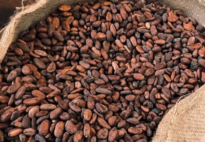 Cocoa Prices Surge to Record Highs