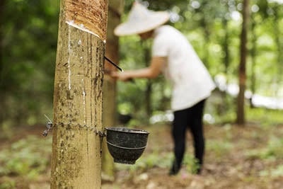 Global Rubber Market Faces Shortages in 2025