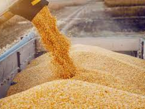 Corn Futures Hit Decade-High on Fears of Shortages