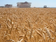 War in Ukraine Threatens Global Food Crisis