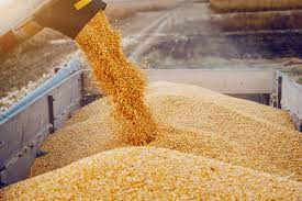 Corn Futures Hit Decade-High on Fears of Shortages