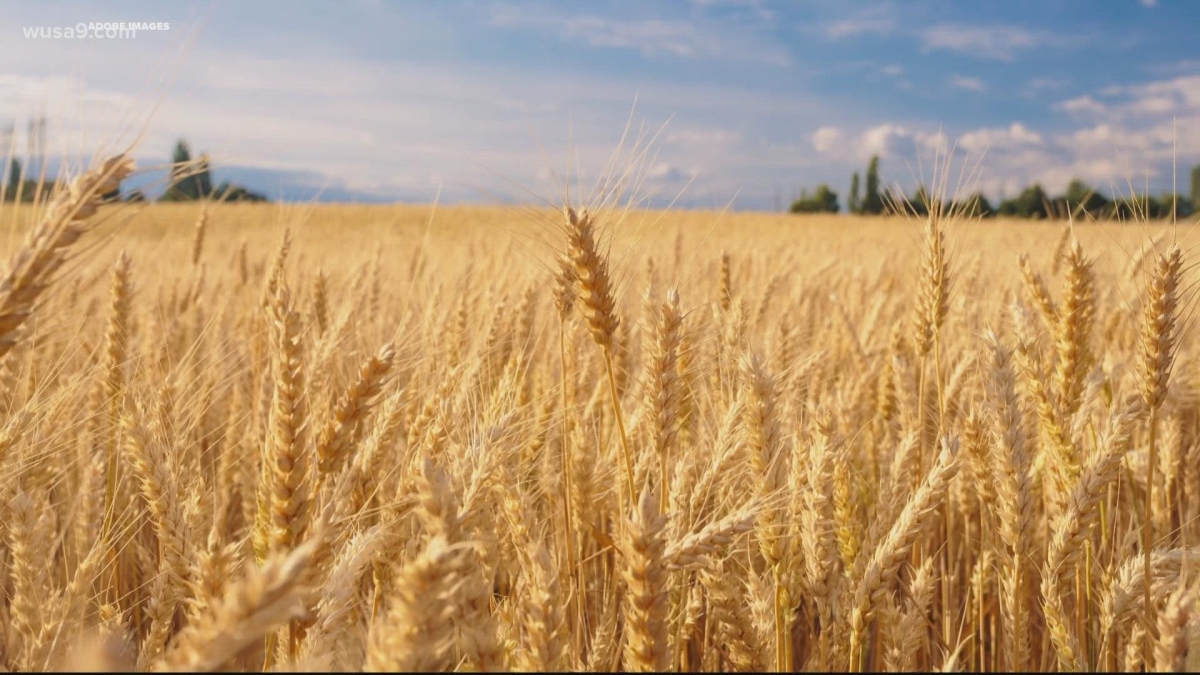 Wheat and Corn Prices Soar After Russia Quits Grain Deal